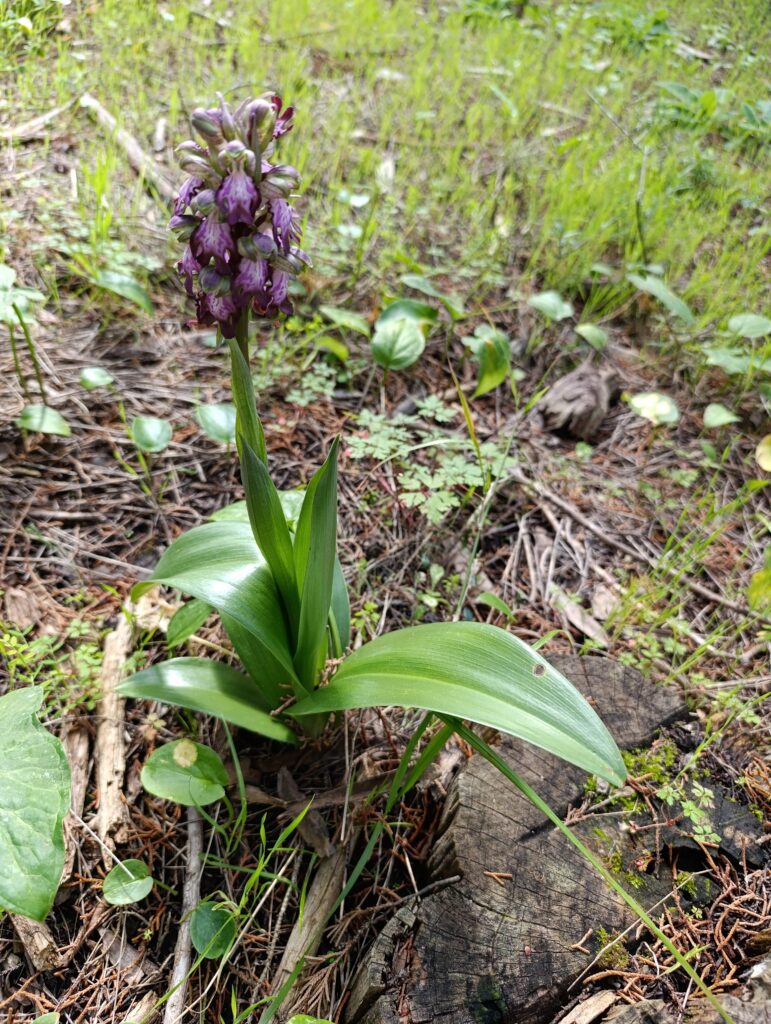 Orchid
